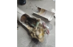 崩溃：全屋都是无法接受婚房被粪水浸泡！业